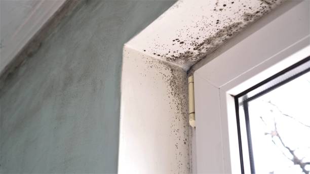 Trusted Bylas, AZ Mold Removal Experts