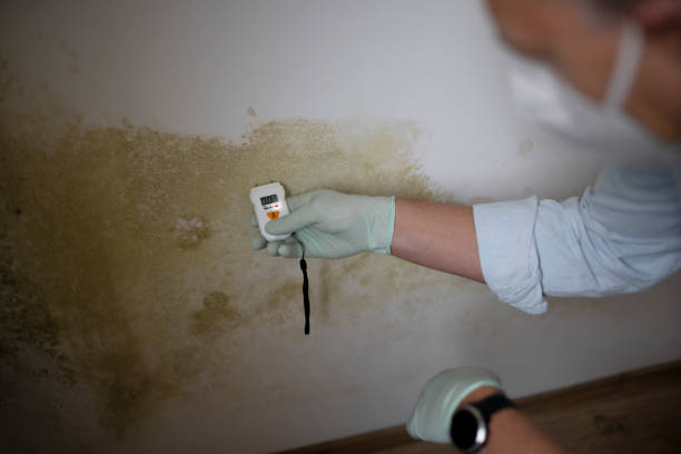 Best Black Mold Removal  in Bylas, AZ