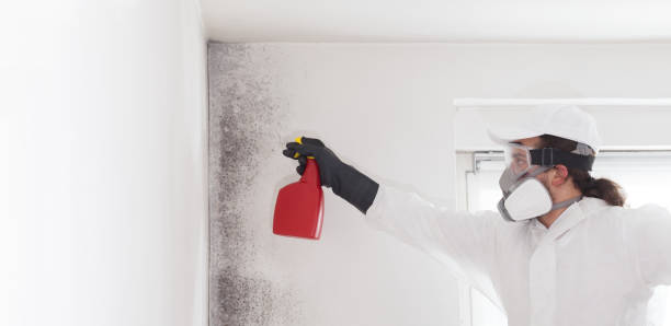 Best Mold Remediation  in Bylas, AZ